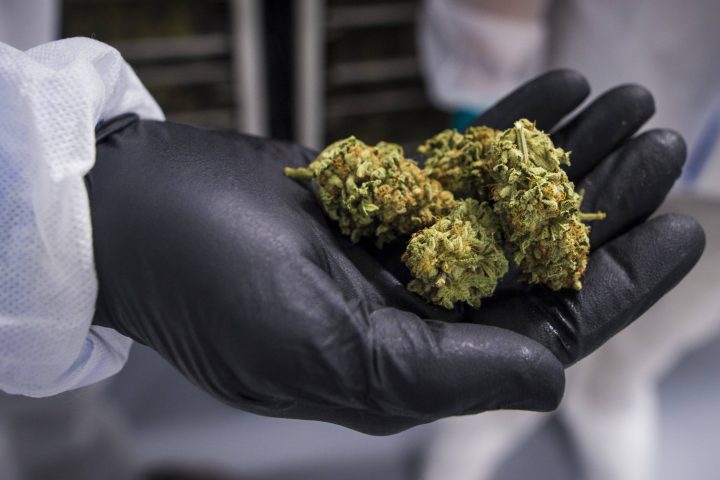 A handful of cannabis is shown in Fenwick, Ont., on Tuesday, June 26, 2018.