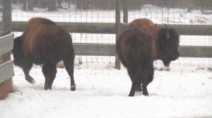 Wood Bison at Elk Island National Park.