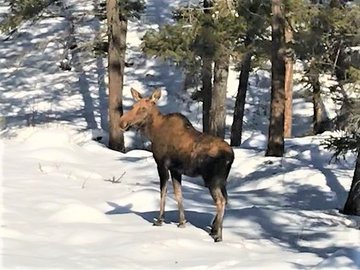 Courtesy: B.C. Conservation Officer Service