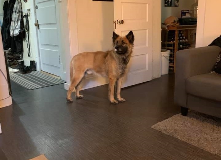Murray the dog is back at home after spending three months avoiding capture and living in Assiniboine Forest.
