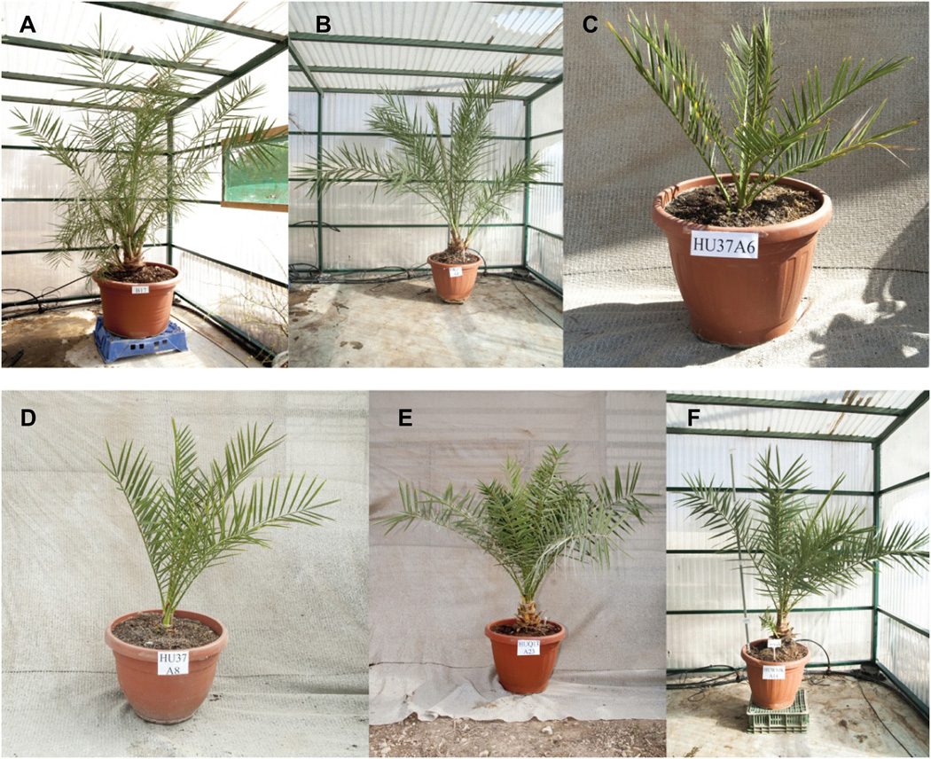 Six Judean date palms are shown in this handout photo.