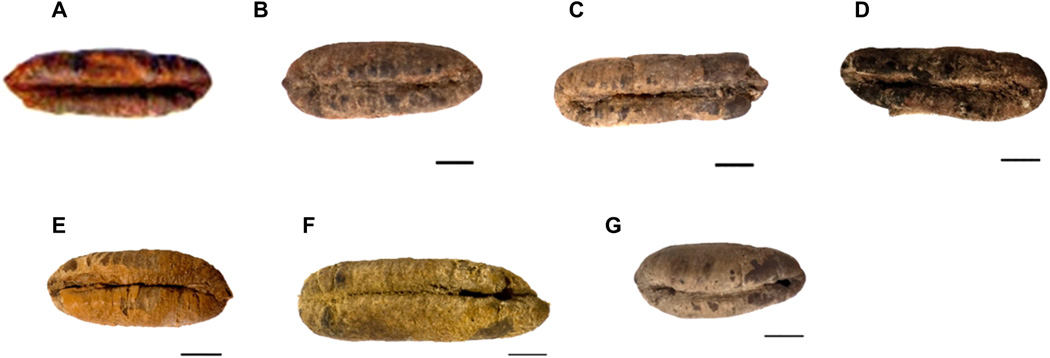 Seven germinated ancient date seeds are shown before they were planted.