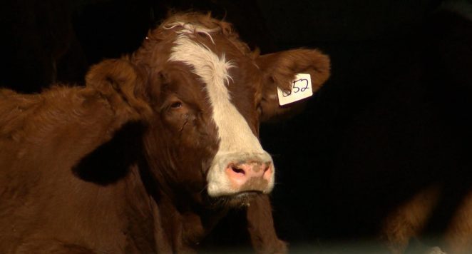 File photo. The Animal Protection Service says three people have been charged under a section of the provincial act related to causing an animal to be in distress.