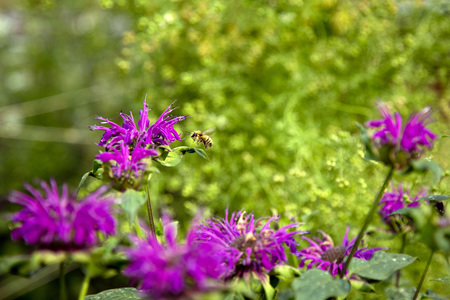 Canada Blooms said the event will go on as planned in Toronto beginning March 13.