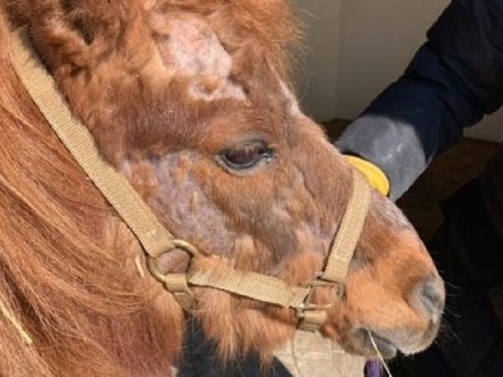 The B.C. SPCA says the miniature horses were in devastating condition and suffering hair loss due to lice.