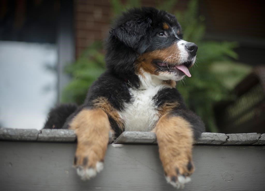 The Province of B.C. said animal-care facilities are reporting a dramatic decrease in donations and volunteers during the COVID-19 crisis.