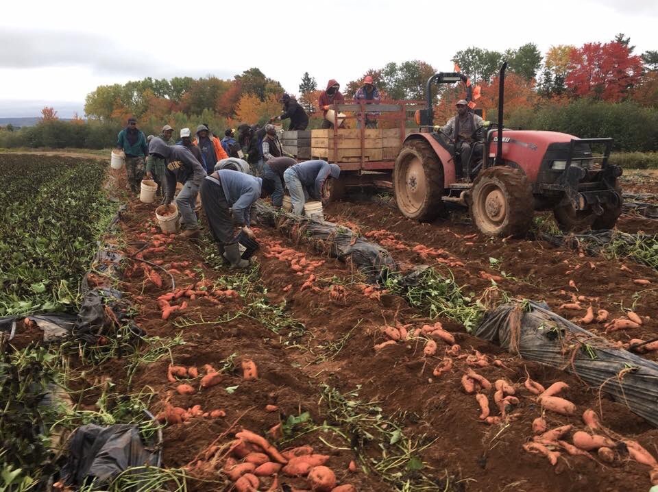 Temporary foreign workers tend to crops at Charles Keddy Farms in Annapolis Valley, NS