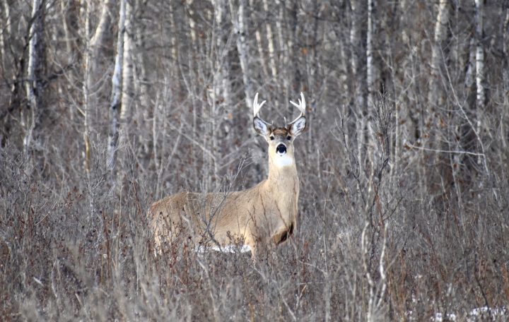 Frances Petersen took the March 23 Your Saskatchewan photo near Windthorst.