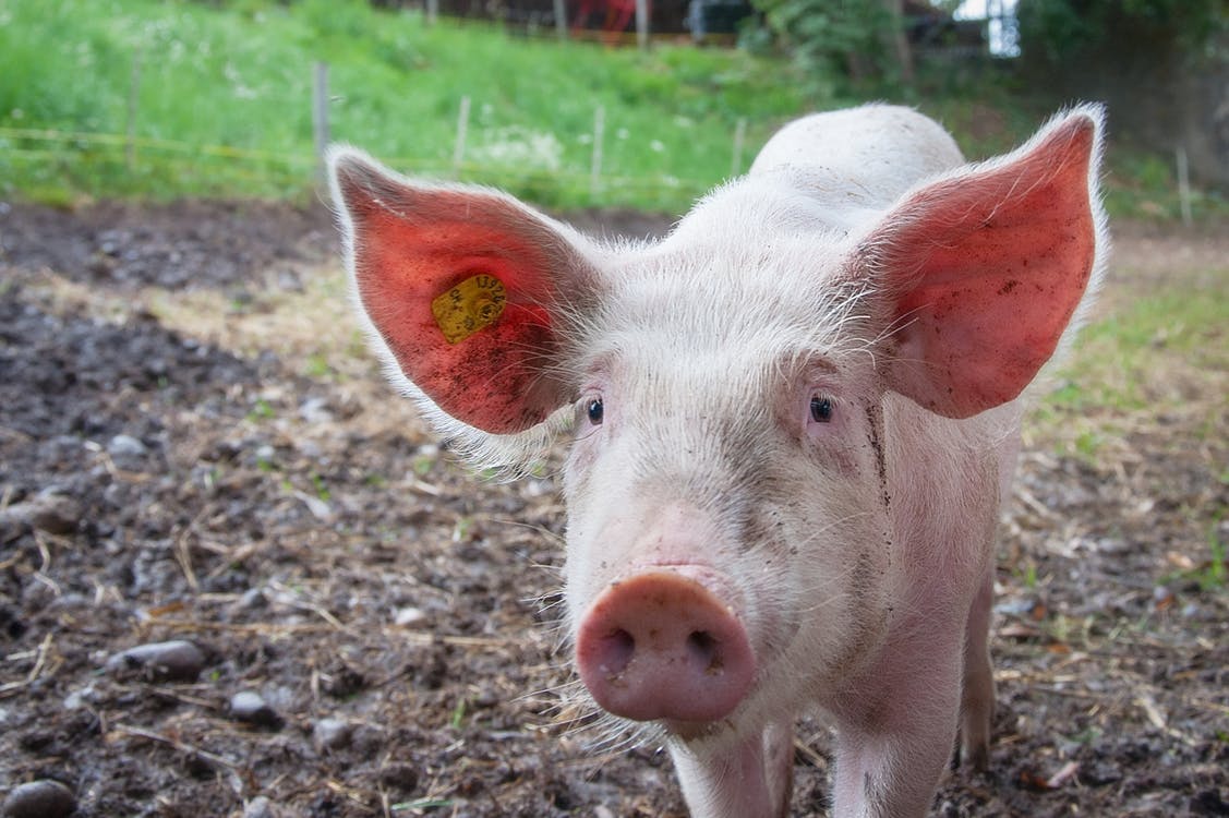The pigs were wearing pedometers to prove that they were free range.