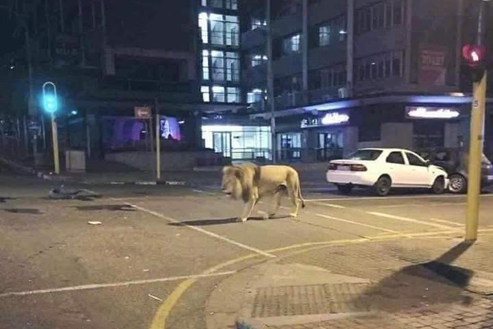 This photo used in a viral hoax shows a lion in Johannesburg, South Africa, in April 2016.