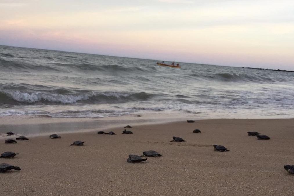 Hawksbill sea turtle hatchlings crawl toward the surf on Janga Beach in Paulista, Brazil, on March 22, 2020.