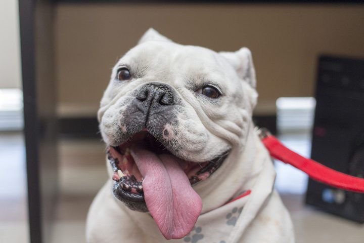 Online visitation with therapy dogs offering comfort during coronavirus pandemic
