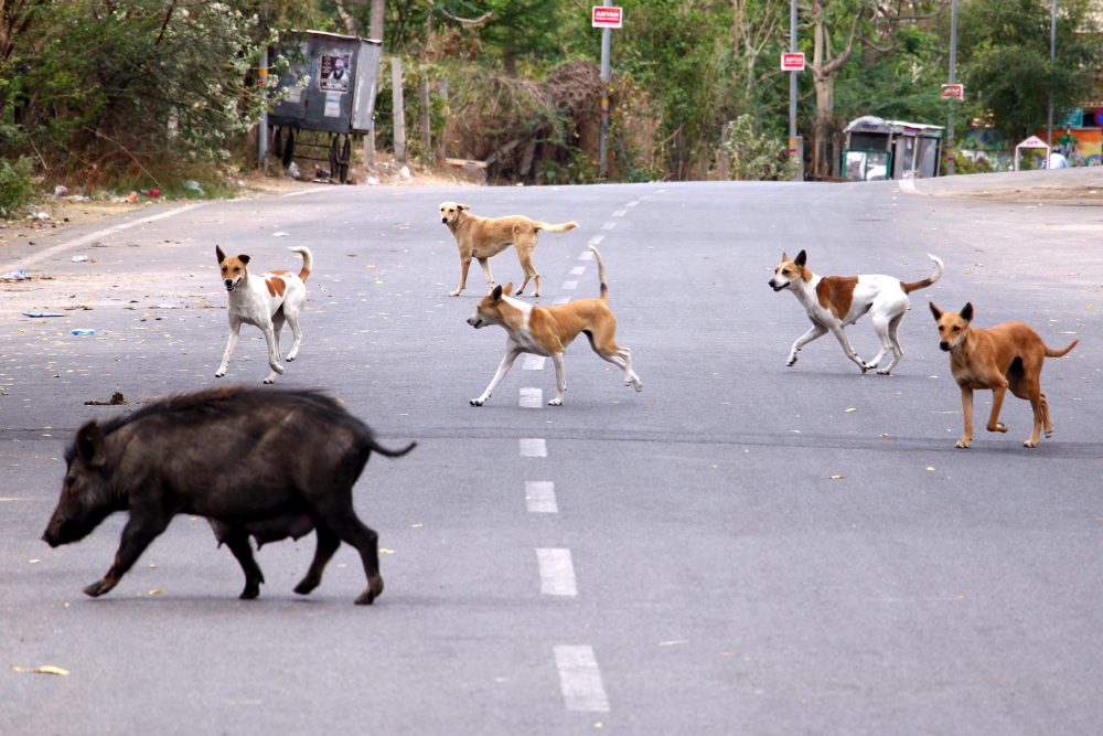 A pack of dogs chases a wild boar in Ajmer, Rajasthan, India on March 26, 2020.