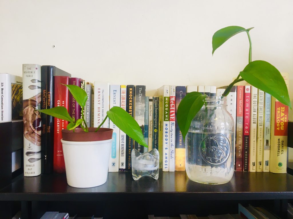Gardening can help you get through coronavirus isolation — here’s how to start - image