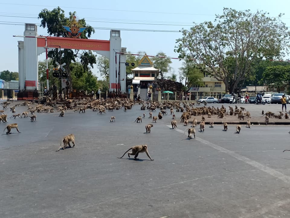 Macaques fight in the streets of Lopburi, Thailand on March 11, 2020.