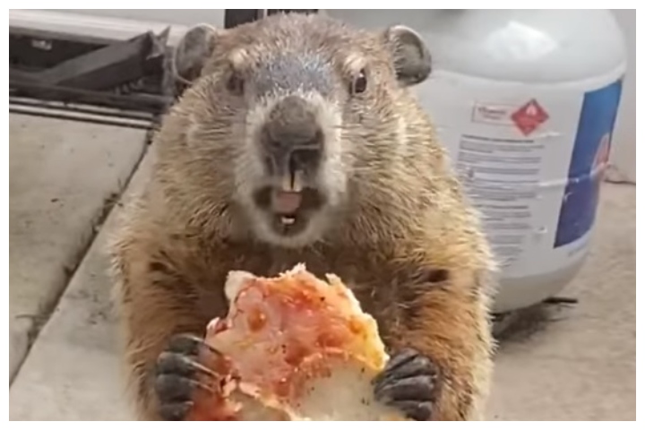 A groundhog eats a slice of pizza outside a woman’s home in Philadelphia, Pa., on April 14, 2020.