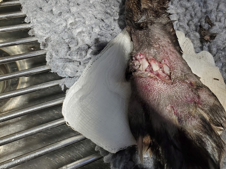 A close-up of the pregnant fox’s injury.