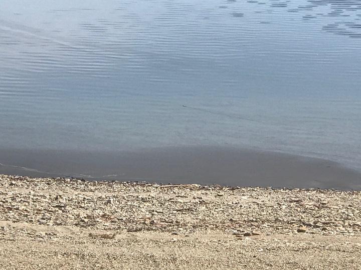 Another view of the suspected blue-green algae bloom.