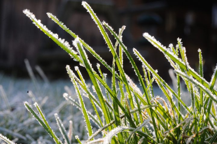 Frost can cause serious damage to plants and crops in low-lying areas.