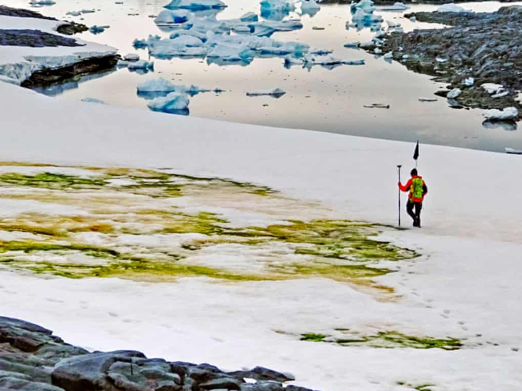 Climate change is turning parts of coastal Antarctica green, according to University of Cambridge scientists.
