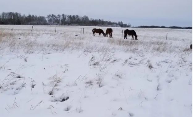 Strathclair, Manitoba.
