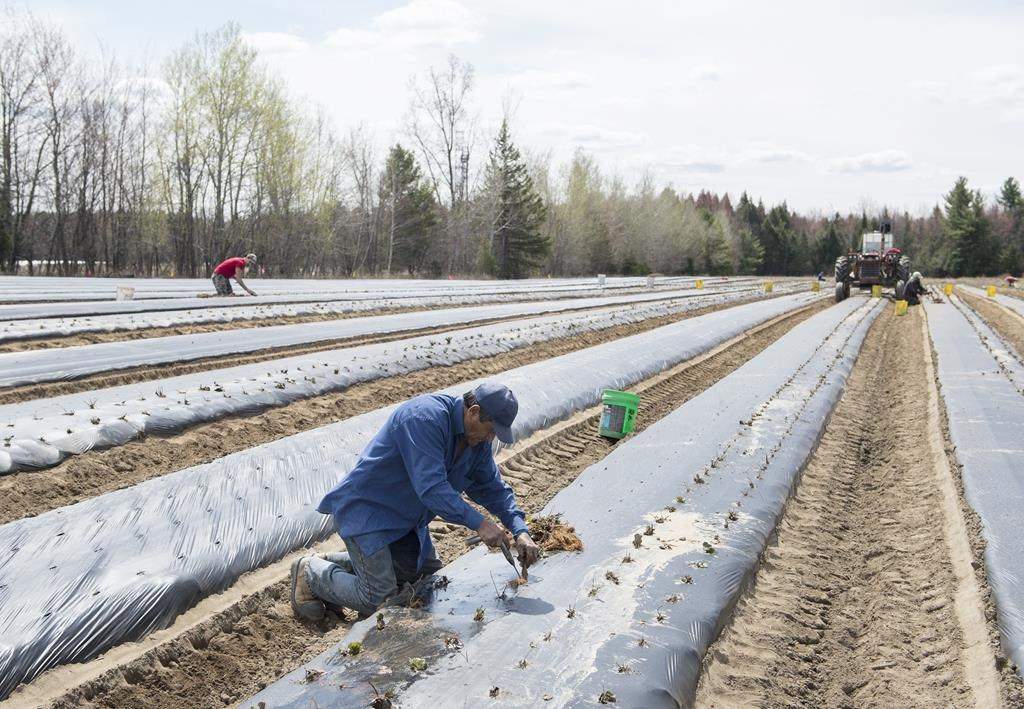 A temporary foreign worker from Mexico plants strawberries on a farm in Mirabel, Que., Wednesday, May 6, 2020.