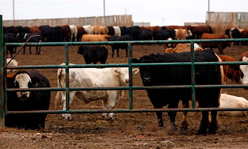 File photo of cattle looking out from a feedlot in Alberta. 