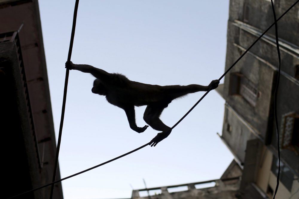 In this file photo, a monkey crosses telephone wires on a street in New Delhi, India, Thursday, Sept. 27, 2012.