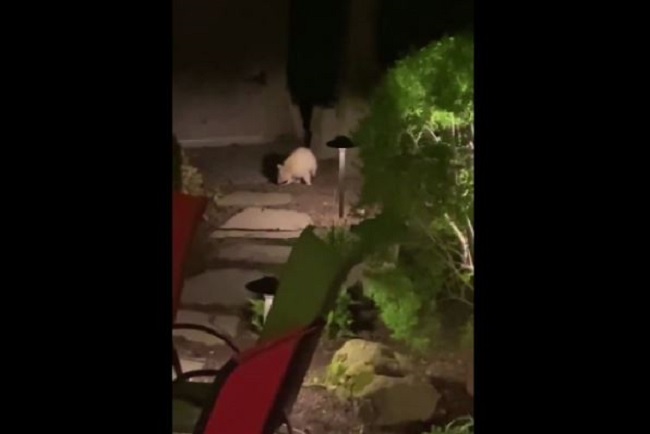 An albino raccoon was spotted in Toronto's Leaside neighbourhood early Wednesday.