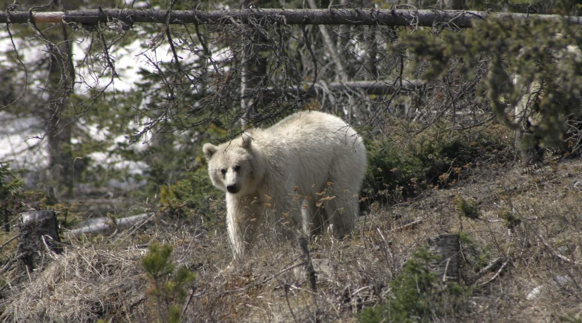 Banff National Park’s white grizzly named Nakoda.