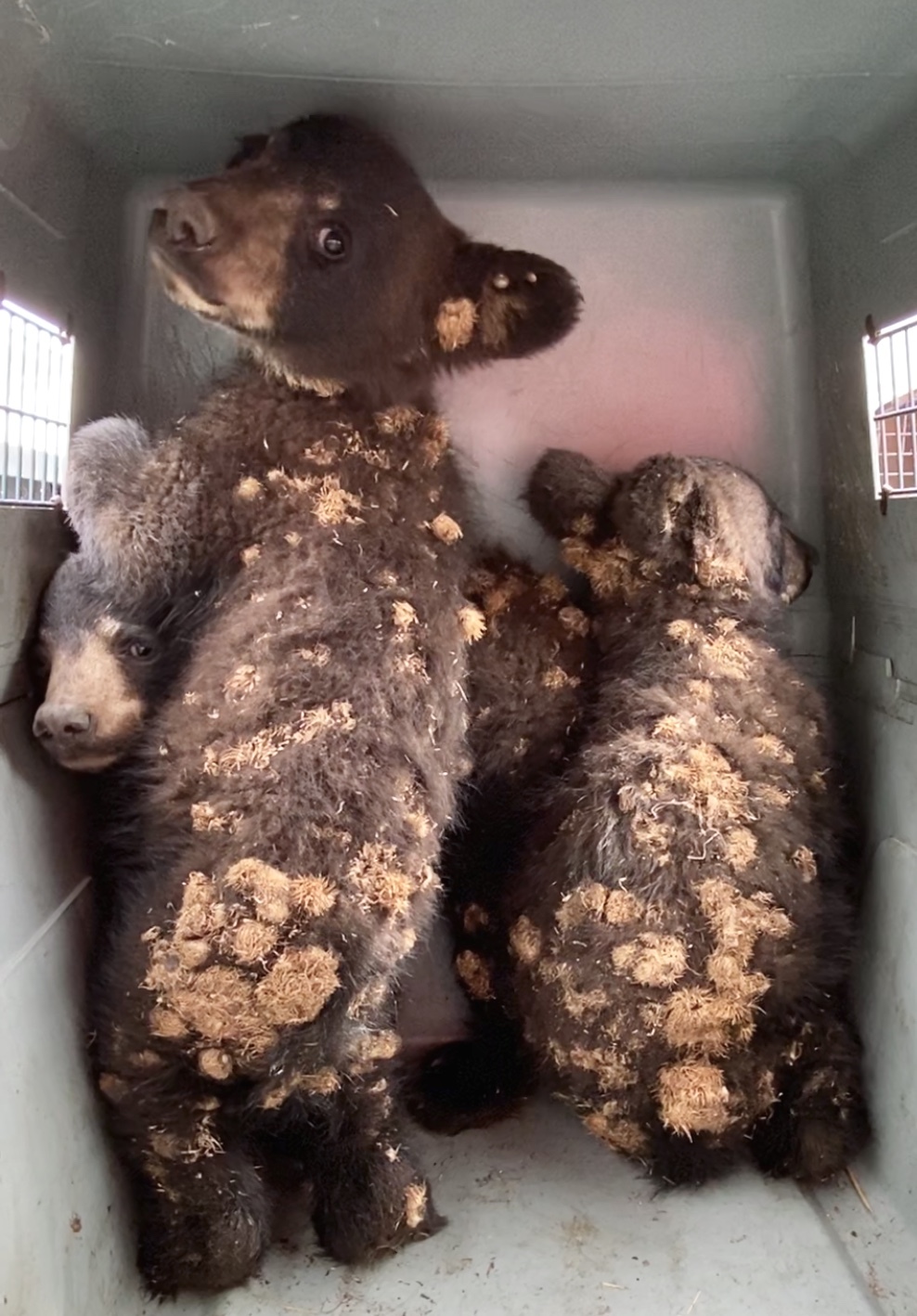 The three cubs.