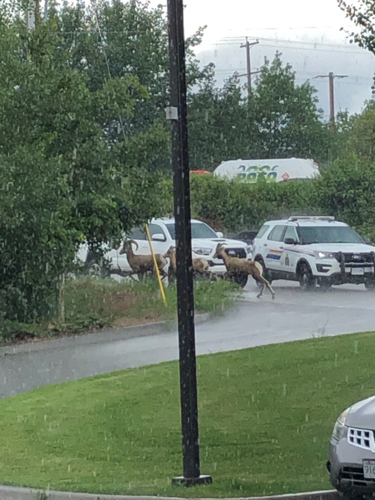 RCMP were called to Highway 97 and Butt Road in West Kelowna Tuesday morning to help direct a herd of bighorn sheep off the road.