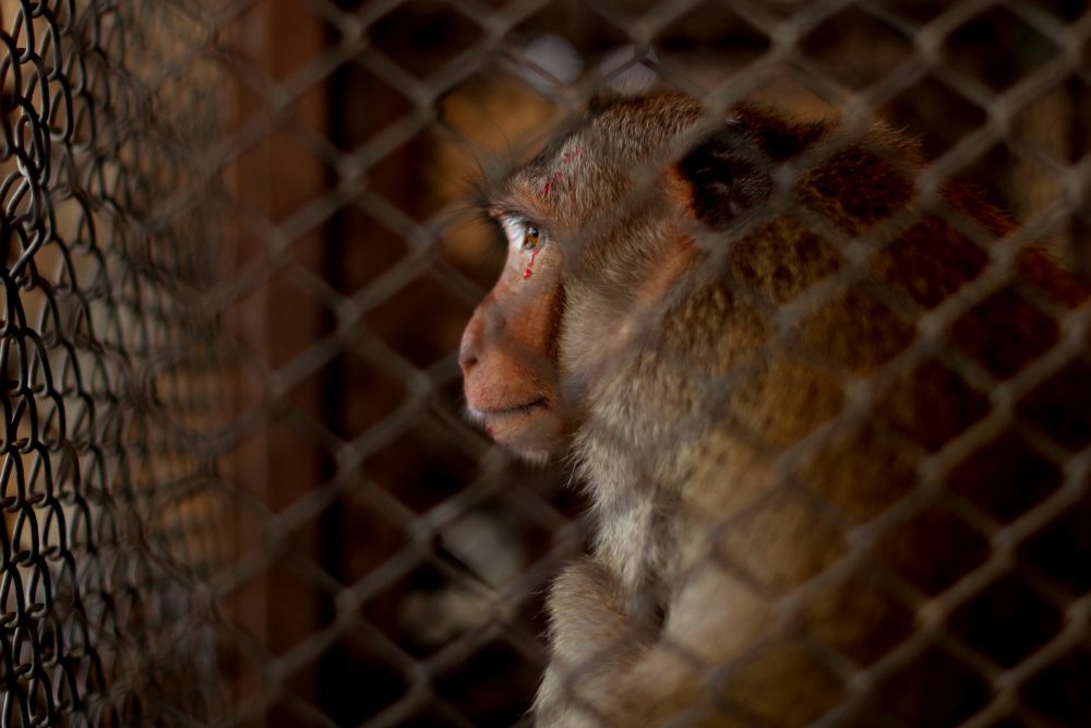 A monkey is seen in a cage before a sterilization procedure by the Department of National Parks due to the increase of the macaques population in the urban area and the tourist spots of the city of Lopburi, in Thailand June 22, 2020.