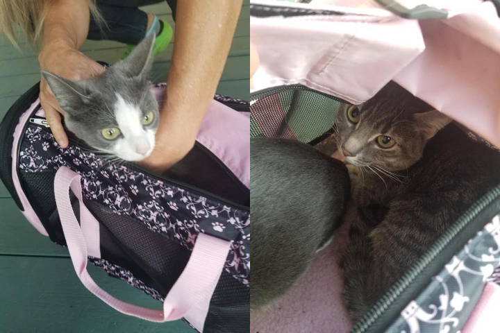 Two cats in a carrier were left on the doorstep of a southeast Edmonton home early in the morning on June 10, 2020.