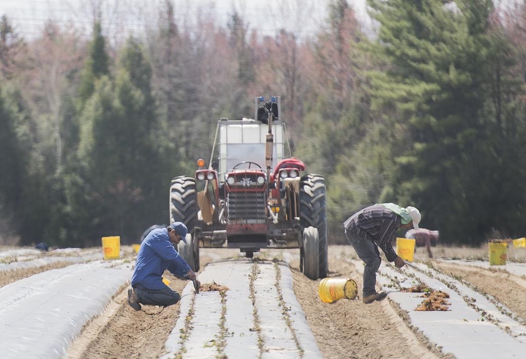 Temporary foreign workers from Mexico plant strawberries on a farm in Mirabel, Que., on May 6, 2020, as the COVID-19 pandemic continues in Canada and around the world. The government of Mexico won't send any more temporary foreign workers to Canada until it has more clarity on why two died due to COVID-19. The Mexican ambassador to Canada says his government wants to know more about the circumstances around the death of the two men and what's being done to prevent similar tragic outcomes. 