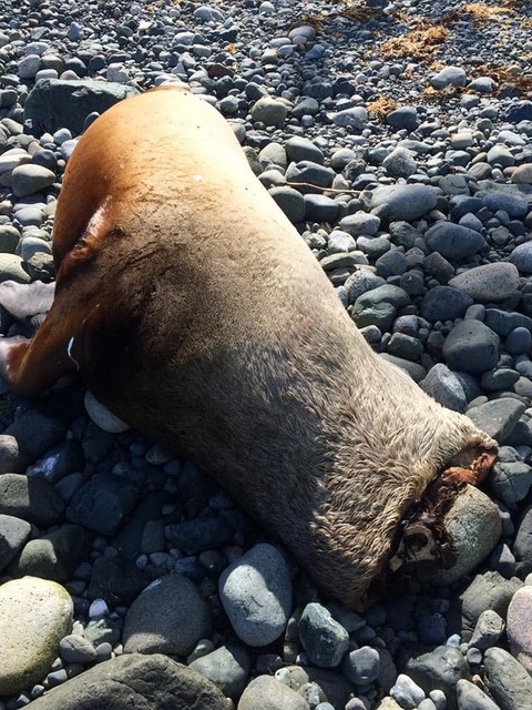 A decapitated sea lion seen on a Vancouver Island beach this spring.