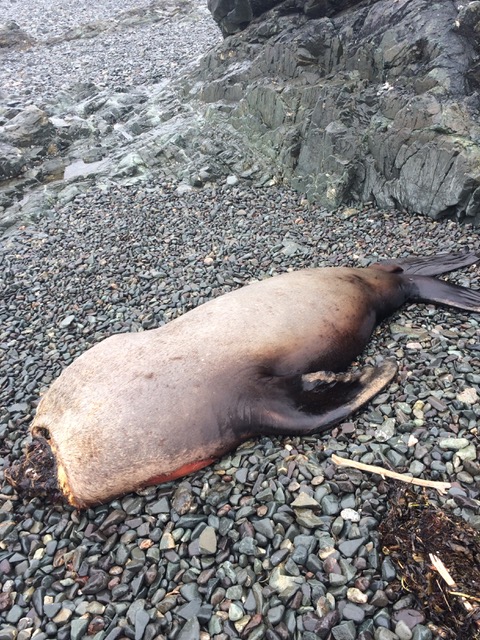 A decapitated sea lion seen on a Vancouver Island beach this spring.