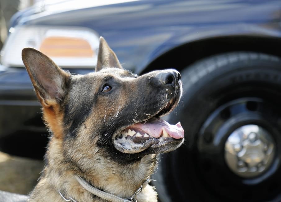 Saint John police K-9 officer Diesel helped to arrest a man after an attempted break-in.