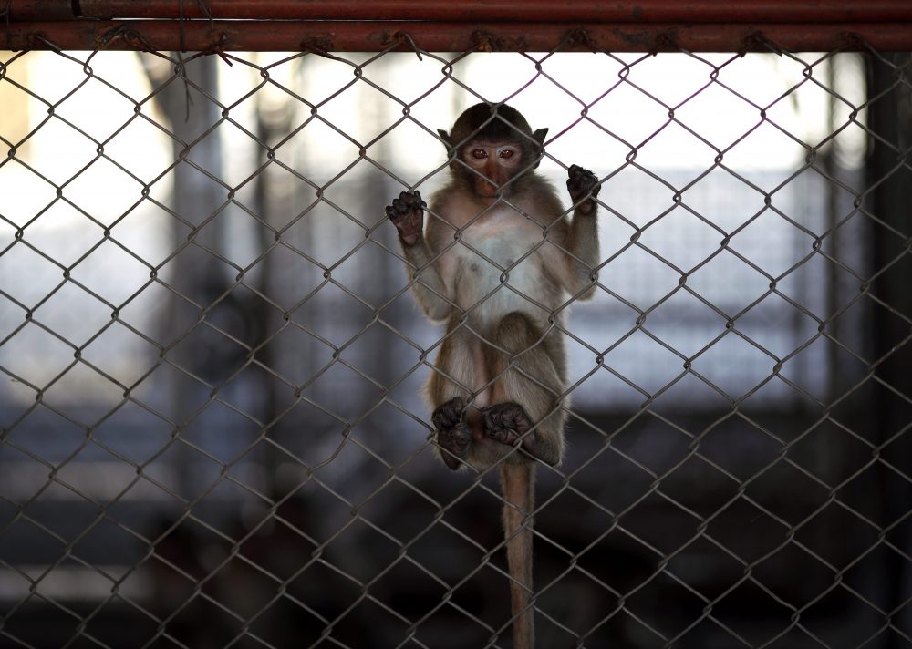 A captured monkey inside a cage at the Monkey Hospital in Lopburi province, Thailand, June 21, 2020.