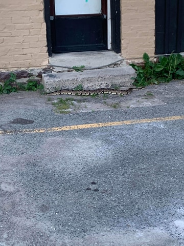 The snake was found outside a residence on George Street.