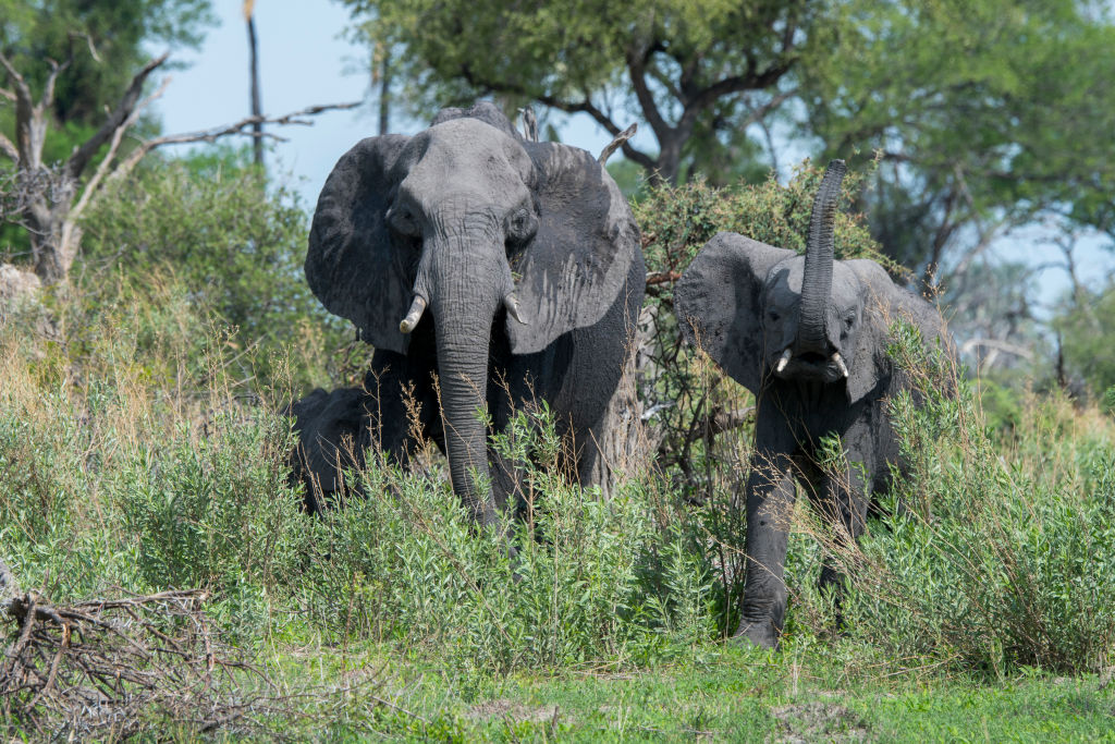 Saskatoon's animal control bylaw doesn't have a cap on the number of pets you can have in a home, but it specifically states that you can't have an elephant.