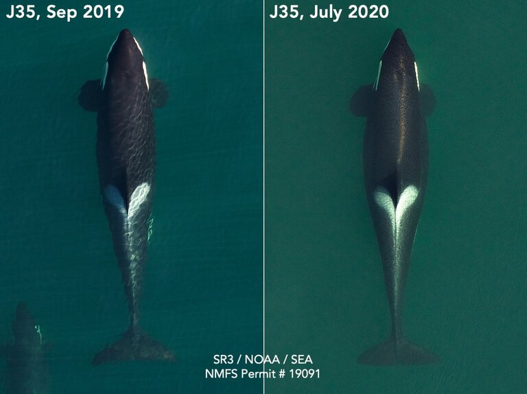 These photos compare body condition of J35 in September 2019 and in July 2020. The wider profile at mid-body indicates she is pregnant. (SR3 SeaLife Response, Rehab and Research and NOAA’s Southwest Fisheries Science Center in 2019 and SR3 and Southall Environmental Associates in 2020; both collected under NMFS research permit 19091)