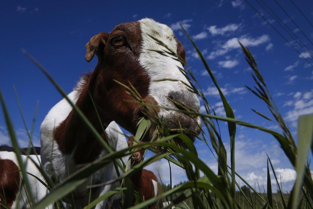 A herd of goats munch on grass and weeds at Confluence Park in Calgary on June 21, 2016.