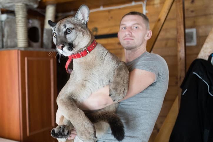 Kamil Stanek is shown with his puma, Nubia.