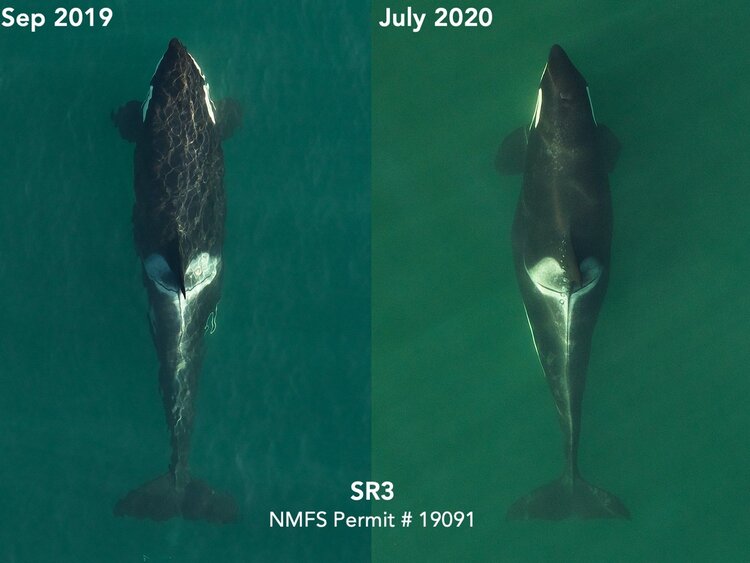 L72 pregnancy: The picture panel above shows her shape change between September 2019, when she was several months into pregnancy, and recently in July 2020 when her increased width at mid-body clearly indicates she is in the late stages of pregnancy. Pregnancy in killer whales typically lasts 17-18 months. Photos by SR3 and NOAA’s Southwest Fisheries Science Center in 2019 and SR3 and SEA in 2020, collected under NMFS research permit 19091.