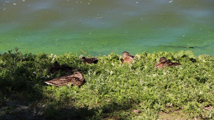 Ecologist Sarah Romuld says there are more duck species being spotted around Wascana Lake due to increased aquatic vegetation.