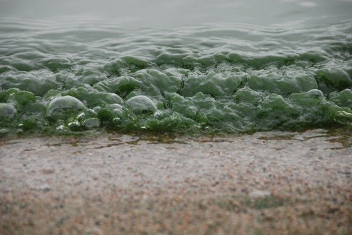 An example of what blue-green algae formations can look like.