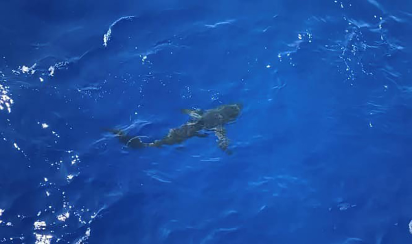 A shark said to be about 6-8 feet long is shown near the U.S. Coast Guard Cutter Kimball in this image posted to Facebook on Aug. 26, 2020.