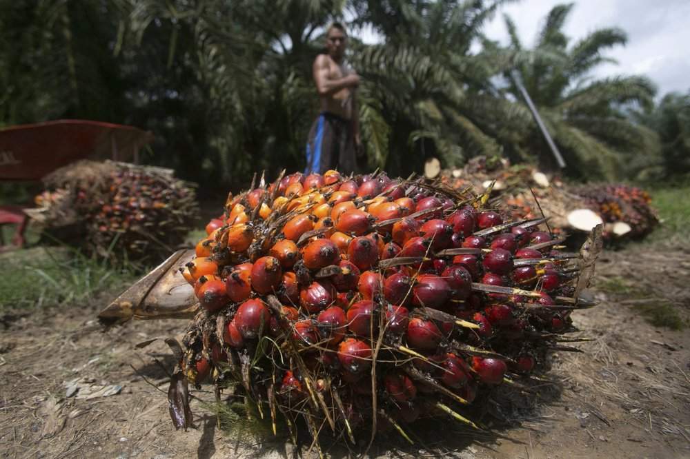 A worker loads heavy bunches of palm oil fruit into a cart on a palm oil plantation in Sumatra, Indonesia, Nov. 13, 2017. Palm oil is virtually impossible to avoid. Often disguised on labels as an ingredient listed by more than 200 names, it can be found in roughly half the products on supermarket shelves and in most cosmetic brands.