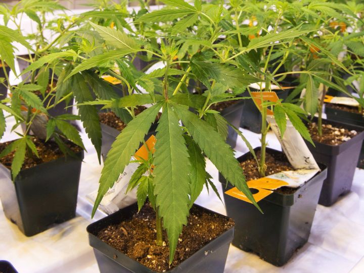 Cannabis seedlings at the new Aurora Cannabis facility Friday, November 24, 2017 in Montreal.